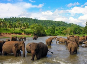 Шри-Ланка: загадочная экзотика